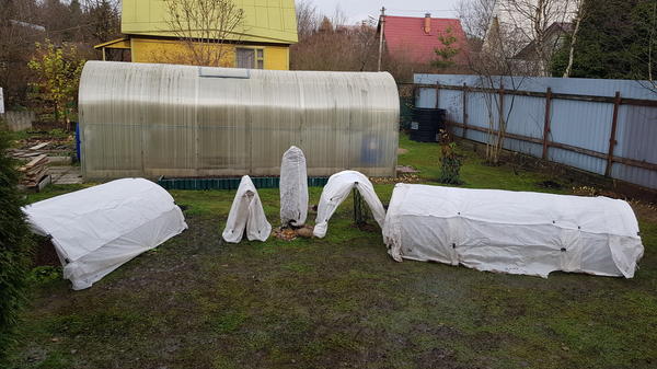 Пока нет морозов, укрытия для роз могут постоять с открытыми торцами. Фото Светланы Кл. (user_7878_SveKle), Голицыно