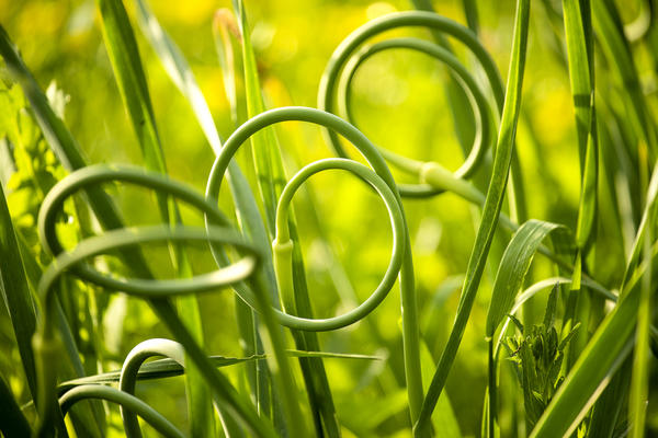 Чесночные стрелки