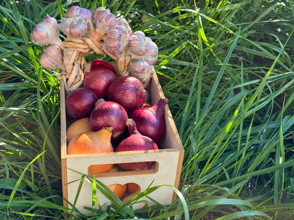 Лук и чеснок