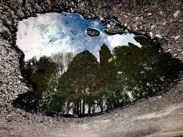 Сказочный лес