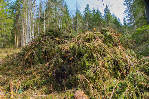 Запасать лапник нужно только легально