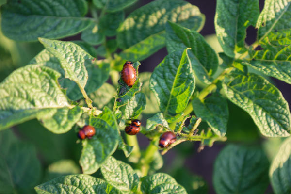 Колорадские жуки