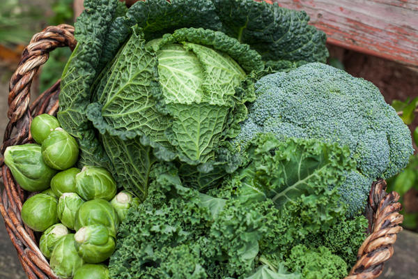 Капуста 2025 года