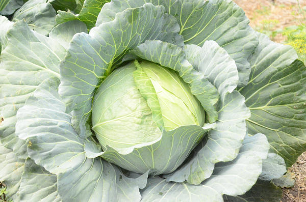 Капуста белокочанная