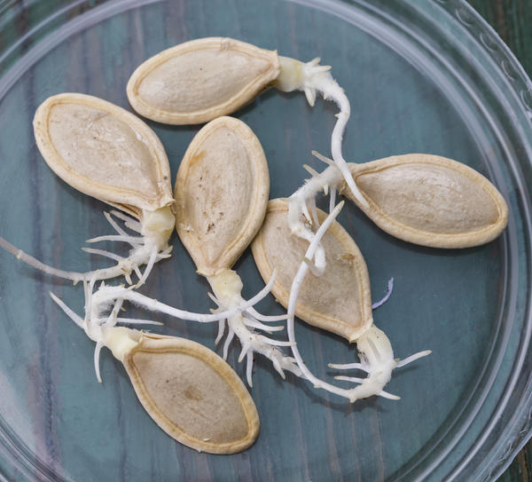 Помните ту самую тыкву из сказки, которая превратилась в карету