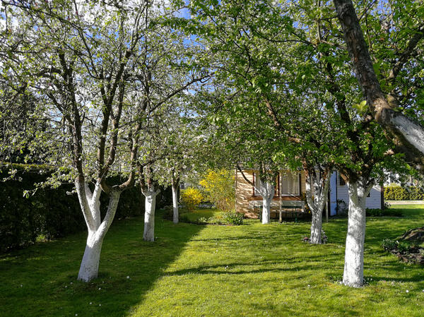 Не каждая плодовая культура задерживается в саду надолго