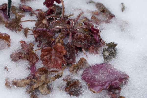 Зима — период покоя и отдыха для растений