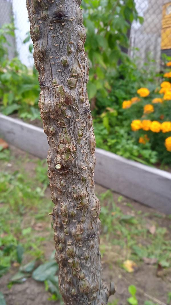 Слива Шарафуга. Неизвестный вредитель