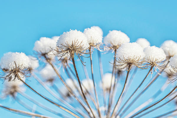 Зима крупным планом