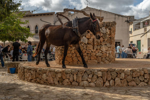 Эта лошадка в конкурс не пойдёт...
