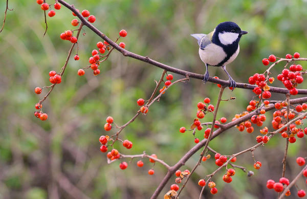 Птица не зимой
