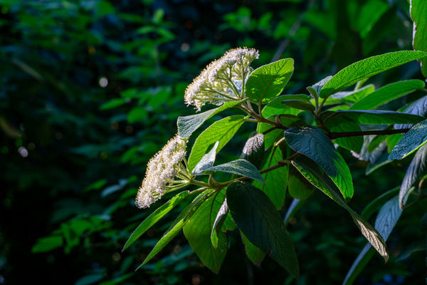 Калина морщинистолистная