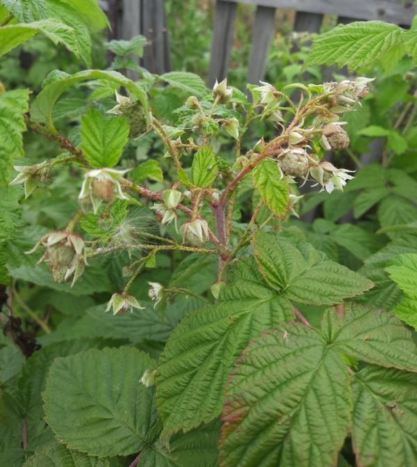 Побег после обрезки