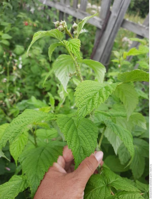 Побег без обрезки