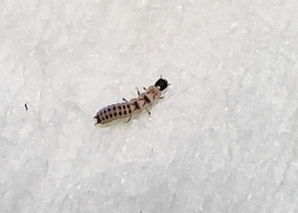 Помогите опознать это насекомое