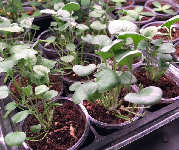 Дихондра Натальи Ванюшиной. Посев в ноябре, фото середины января