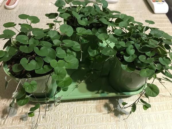 Дихондра изумрудная Ольги (OlgaKosh931). Посев 1 января, фото от 10 марта