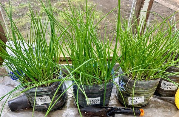 Рассада лука Юлии Николаевны (IuliiaNikolaevna)