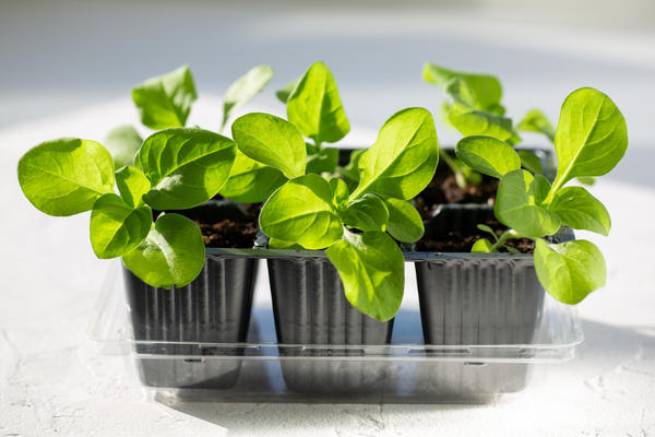 Рассада петуний