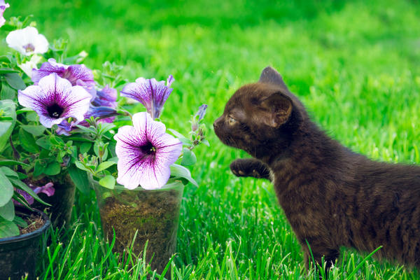 Рассада петуний