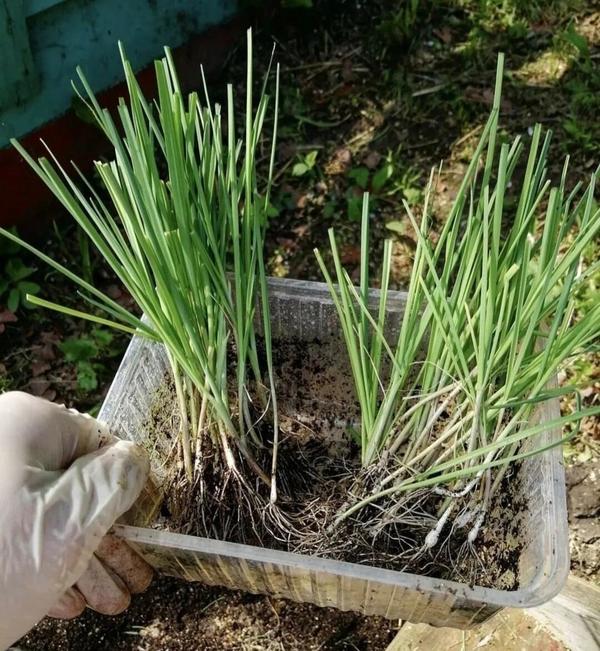 Рассада лука-порея Анастасии Цубленок (AnastasiyaCublenok)