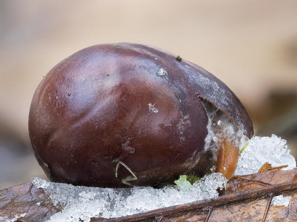 Стратификация - это имитация зимы