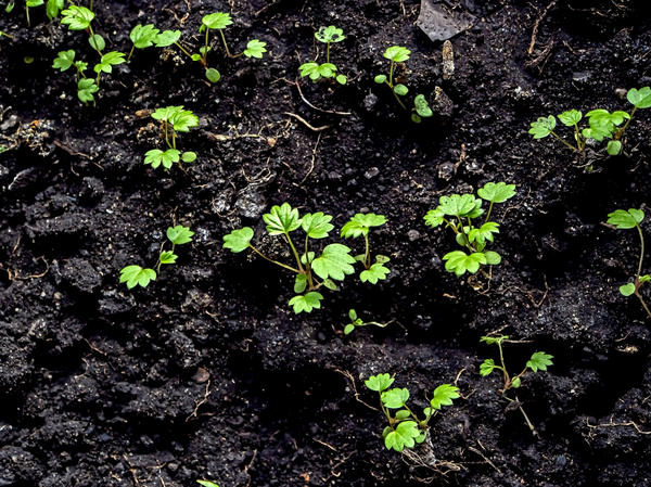 Стратификация семян земляники выравнивает сроки всходов и повышает энергию прорастания