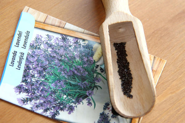 Классическая холодная стратификация - более надежный способ, чем обработка семян лаванды кипятком