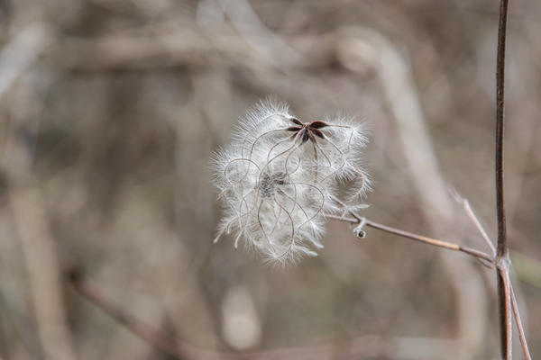 Семенам некоторых культур нужна двухступенчатая стратификация - клематис в их числе