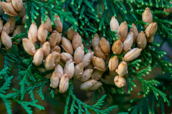 Созревают семена туи