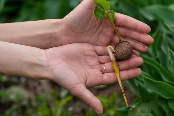 Проросший грецкий орех