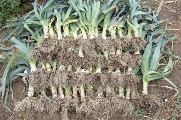 Лук-порей Ирины Шкут (Amanae)