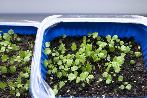 Для семян земляники стратификация необязательна