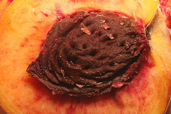 Косточка персика