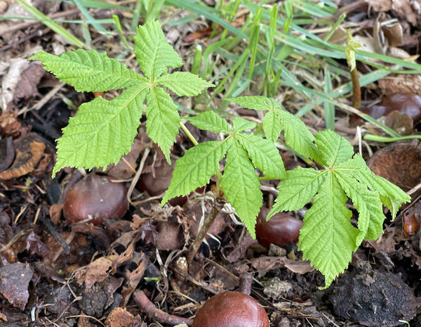 Упавшие осенью каштаны массово прорастают весной