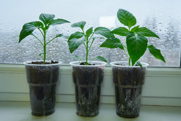 Рассада перца