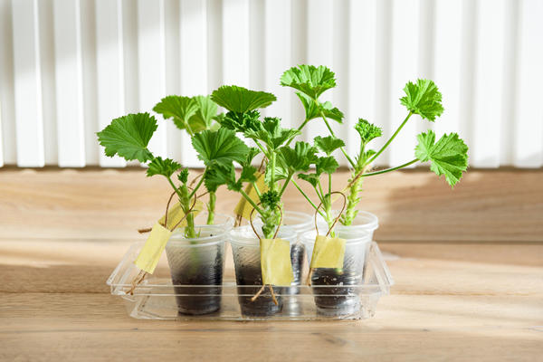 Черенки пелагронии