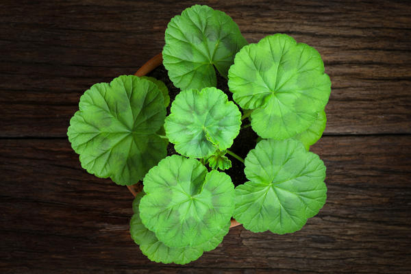 Пеларгония