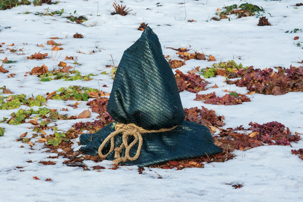 Наиболее остро нуждаются в укрытии карликовые хвойные и молодые растения