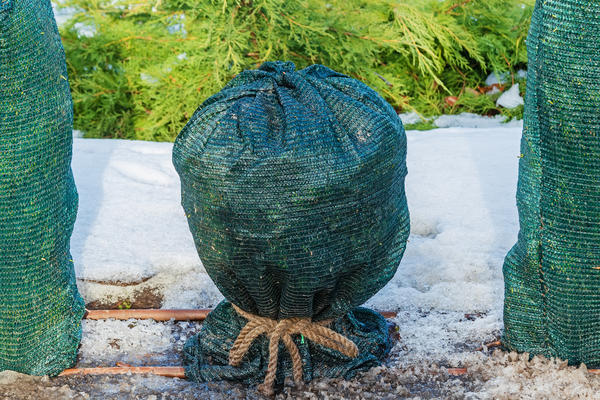 Хвойные укрыты сеткой