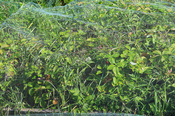 Защита ягод от птиц с помощью сетки