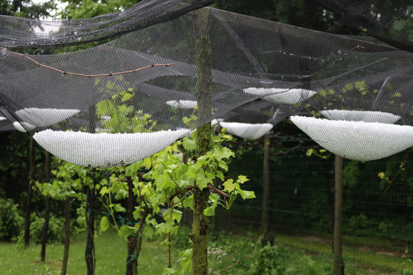 Прочная сетка спасет растения от града