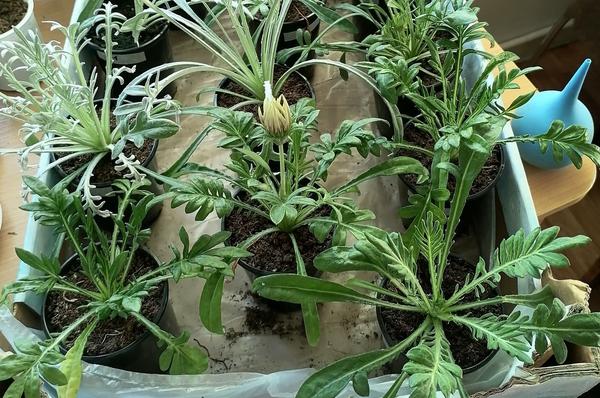 Рассада гацаний Анны Кацай (AnnaK314), Николаевск-на-Амуре