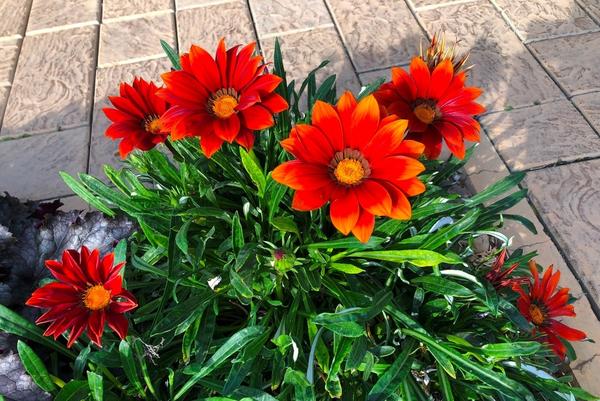 Гацании Евгении (fomushonok). Новосибирск