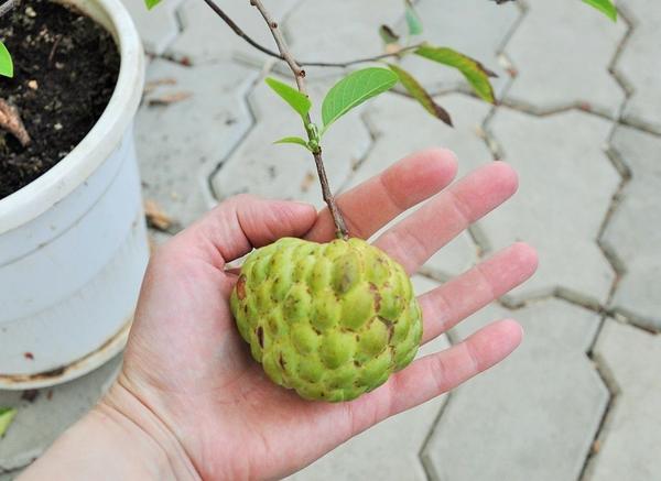 Аннона сквамоза Юлии Дудко (yuliadudko1506). С-Петербург