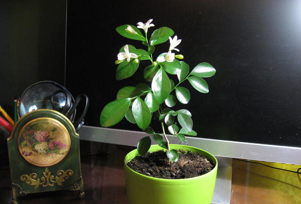 Муррайя ОльгиДа (OlgaDa). МО