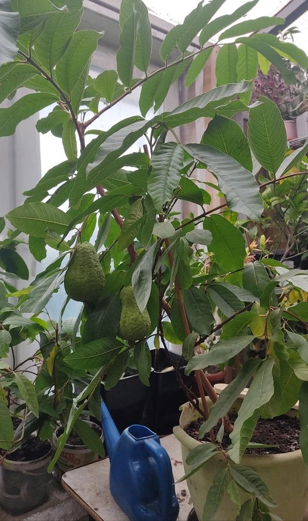 Гуава Светланы (SvetlanaUral). Челябинск