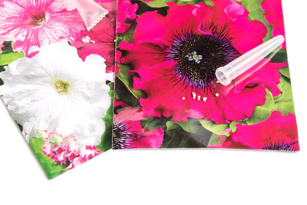 Петуния — не подходящая культура для посева в кипяток