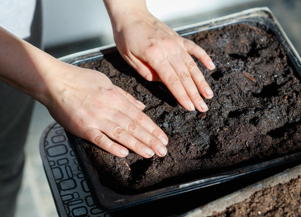 Проверьте рукой: земля должна быть приятно теплой, но не обжигающей