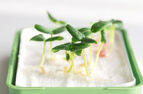 Огуречные семена имеют очень высокую энергию прорастания